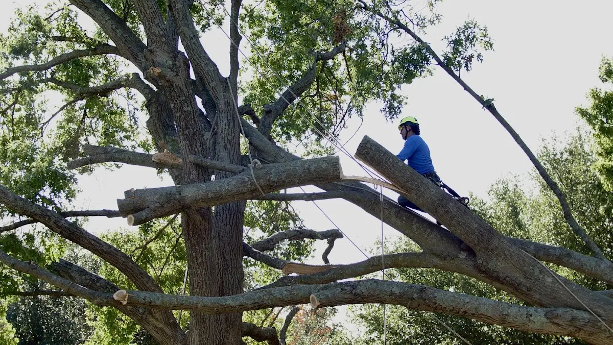 Professional Hazardous Tree Removal performed by certified arborists in Powhatan