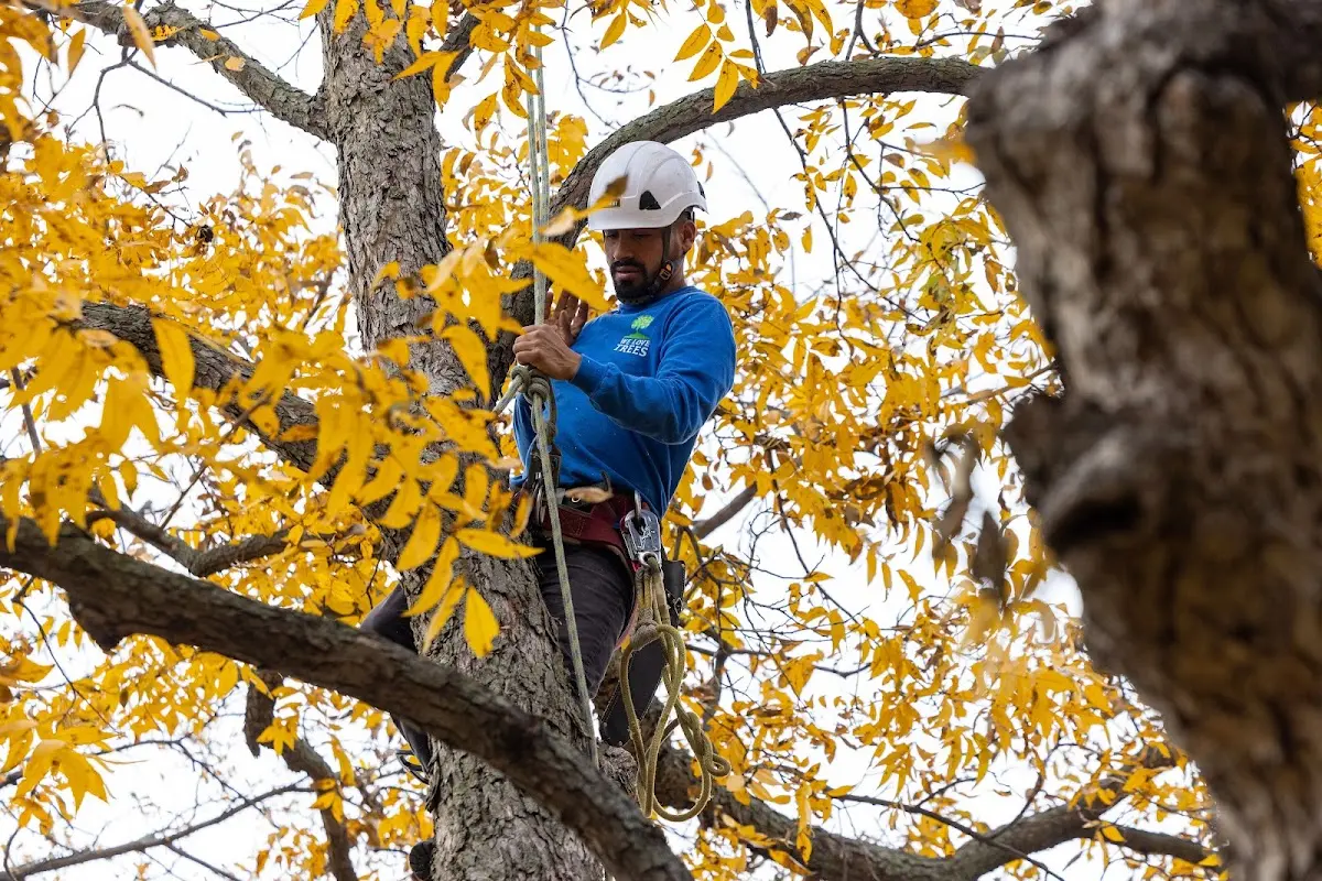Skilled Tree Trimming crew working in Powhatan